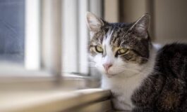 Microchip obbligatorio per cani e gatti il Parlamento europeo ha dato lok definitivo 265x160