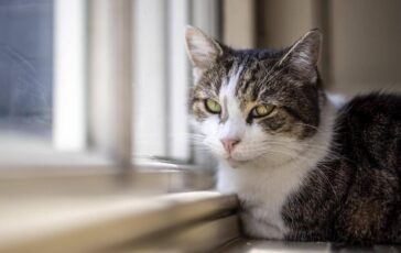 microchip obbligatorio per cani e gatti il parlamento europeo ha dato lok definitivo 2