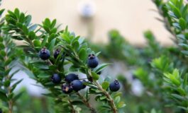 Mirto alleato della fertilita maschile protegge gli spermatozoi dai veleni delle plastiche 265x160