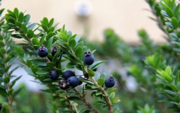 Mirto alleato della fertilita maschile protegge gli spermatozoi dai veleni delle plastiche 364x230