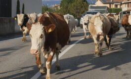 Mucche in strada tre feriti e 7 bovini morti in scontro nellAvellinese﻿ 265x160