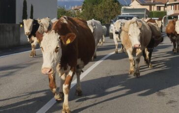 Mucche in strada tre feriti e 7 bovini morti in scontro nellAvellinese﻿ 364x230