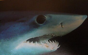 Paura a Gallipoli grosso squalo attacca unimbarcazione 364x230