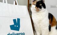 pet day su deliveroo il migliore amico delluomo e il gatto ordini doppi rispetto ai cani 2