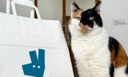 Pet day su Deliveroo il migliore amico delluomo e il gatto ordini doppi rispetto ai cani 265x160