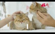 pet economy un mercato che vale oltre tre miliardi 2