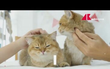 Pet economy un mercato che vale oltre tre miliardi 364x230