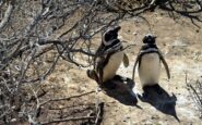 pinguini sentinelle dellambiente in patagonia dotati di sensori rilevano inquinanti pfas 2