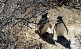 Pinguini sentinelle dellambiente in Patagonia dotati di sensori rilevano inquinanti Pfas 265x160