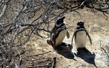 Pinguini sentinelle dellambiente in Patagonia dotati di sensori rilevano inquinanti Pfas 364x230
