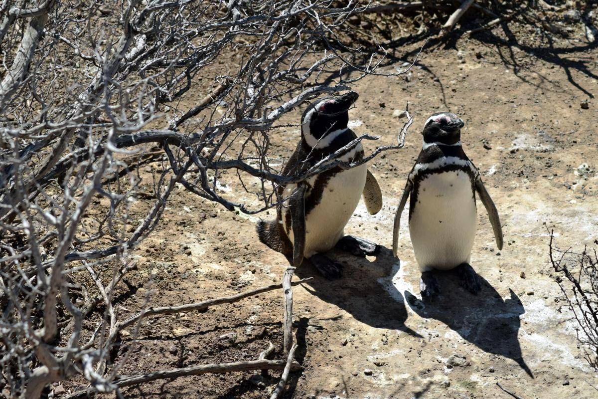 Pinguini sentinelle dell'ambiente in Patagonia, dotati di sensori rilevano inquinanti Pfas