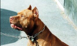 Pitbull azzanna una donna il veterinario Coccia La razza non centra dipende dal padrone 265x160