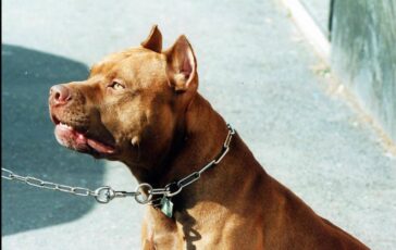 Pitbull azzanna una donna il veterinario Coccia La razza non centra dipende dal padrone 364x230