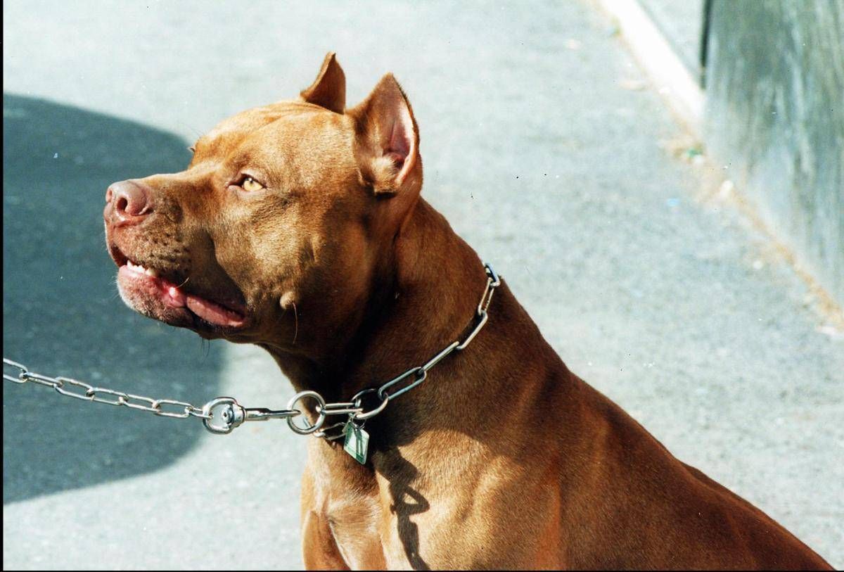 Pitbull azzanna una donna, il veterinario Coccìa: "La razza non c'entra, dipende dal padrone"