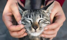 Primo vaccino Rna per i gatti efficace contro 5 infezioni 265x160