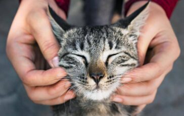 Primo vaccino Rna per i gatti efficace contro 5 infezioni 364x230