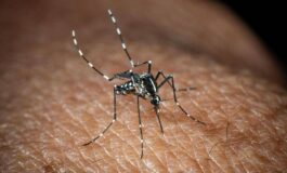 Roma misure anti zanzare in vista dellestate cosa dice lordinanza 265x160