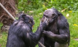 Scimpanze in guerra cuccioli strappati alle madri il caso in Uganda 265x160