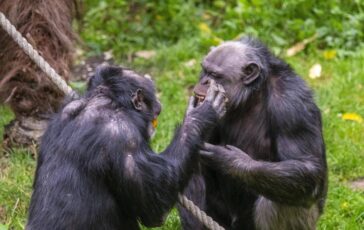 Scimpanze in guerra cuccioli strappati alle madri il caso in Uganda 364x230