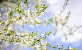 Sole e caldo con picchi estivi ma non dura il meteo dei prossimi giorni 265x160