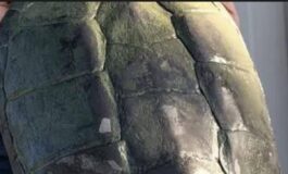 Tartaruga azzannatrice a Ladispoli cresce lallerta a Torre Flavia e tra le piu pericolose al mondo 265x160