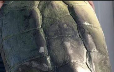 Tartaruga azzannatrice a Ladispoli cresce lallerta a Torre Flavia e tra le piu pericolose al mondo 364x230