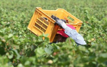 Tragedia nei campi bracciante 29enne si impicca a Torretta Antonacci 364x230