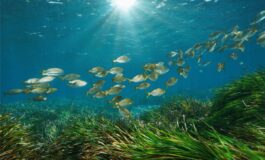 Un virus marino puo infettare locchio delluomo in uno studio la scoperta sul possibile salto di specie 265x160