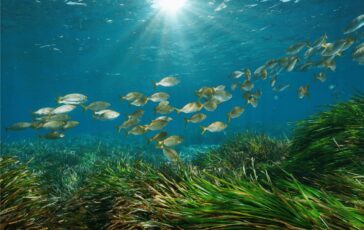 Un virus marino puo infettare locchio delluomo in uno studio la scoperta sul possibile salto di specie 364x230