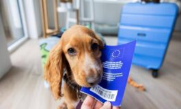 Viaggiare con cane e gatto in Europa scattano nuove regole documenti obbligatori e cosa cambia 265x160