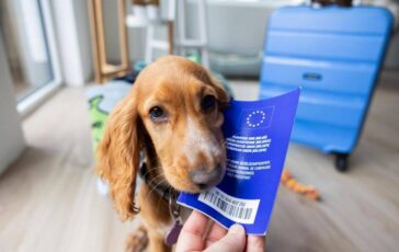 Viaggiare con cane e gatto in Europa scattano nuove regole documenti obbligatori e cosa cambia 364x230