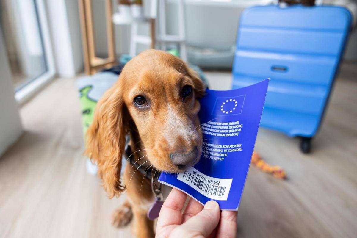 Viaggiare con cane e gatto in Europa, scattano nuove regole: documenti obbligatori e cosa cambia
