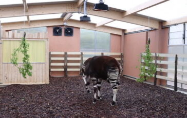 featured 3594139 364x230