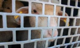 featured 3594159 265x160