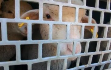 featured 3594159 364x230