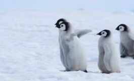 featured 3596874 265x160