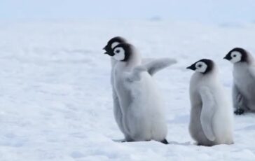 featured 3596874 364x230