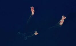 featured 3597028 265x160