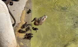 featured 3602047 265x160