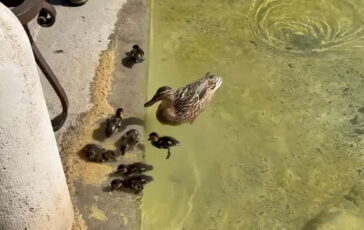 featured 3602047 364x230