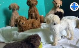 featured 3603639 265x160