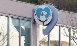 gattina stuprata tor tre teste