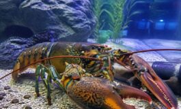 Aragoste dolore farmaci