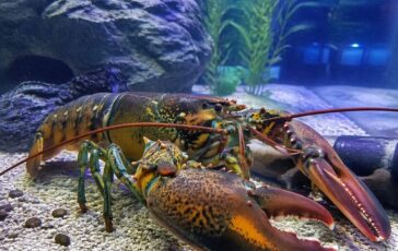 Aragoste dolore farmaci