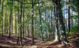 Famiglia nel bosco, risultati della perizia psichiatrica: il ritorno dei bambini è lontano