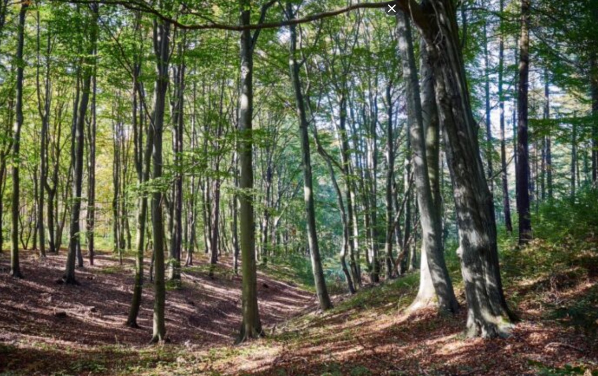 Famiglia nel bosco, perizia psichiatrica: "Catherine e Nathan genitori inadeguati"