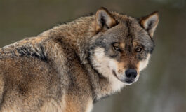 lupi avvelenati abruzzo ministro