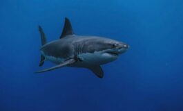 squali terracina gallipoli