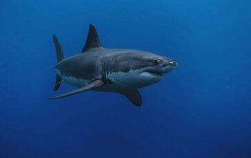 squali terracina gallipoli