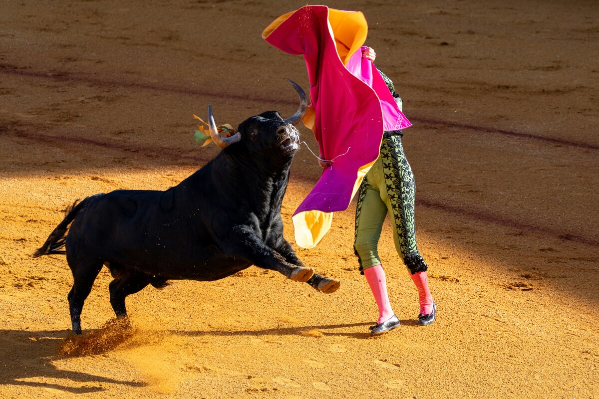 Shock nell'arena, incornato e ucciso da un toro: l'evento non è stato interrotto